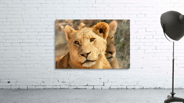 AdriaanPrinsloo 7888 Wall Preview