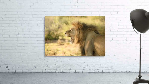 AdriaanPrinsloo 6942 Wall Preview