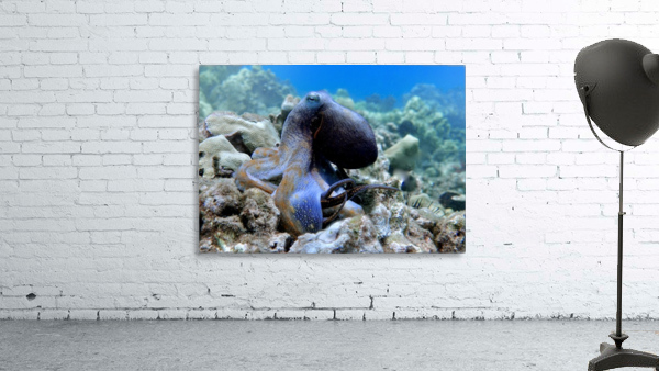 Blue Octopus Wall Preview