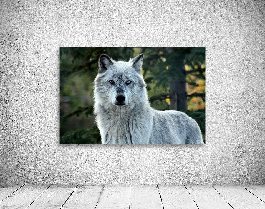 Yellowstone Wolf Wall Preview