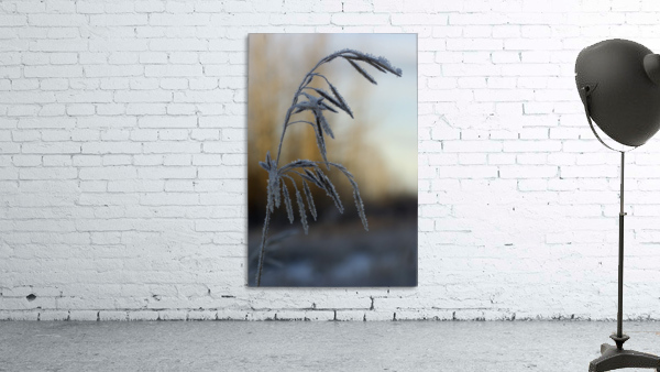 Frost by Kristian Gunderson