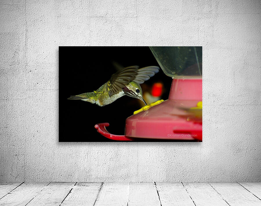 Hummingbird by Kristian Gunderson