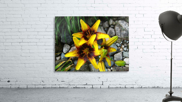 Lilys by Kristian Gunderson