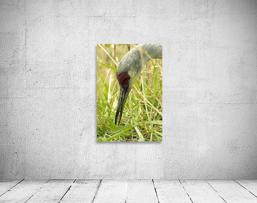 Sandhill Crane Wall Preview