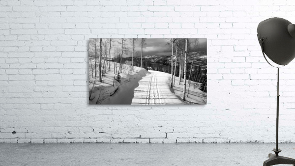 Cat Tracks- Black and White by By the C Media