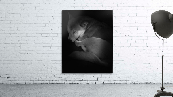 Shiba Inu by By the C Media