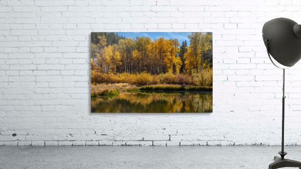 Reflecting Aspens by Nicholas