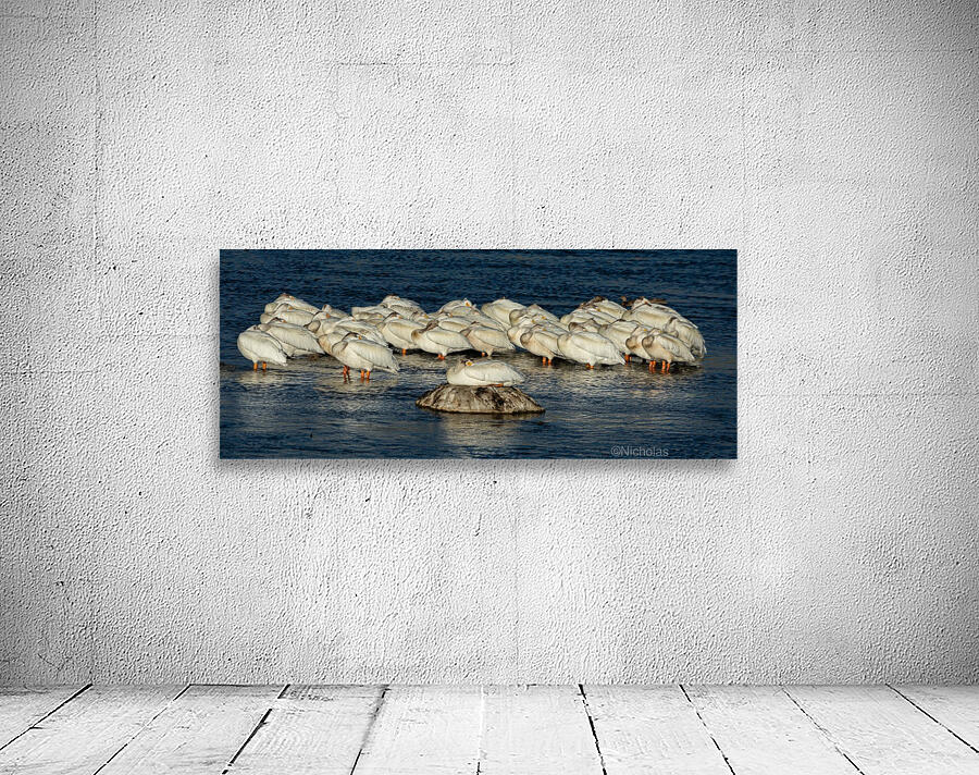 Pelicans Napping Wall Preview