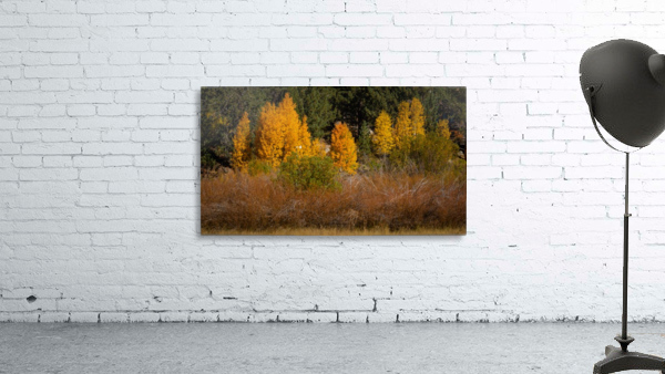 Hope Valley Aspens with Shrubs Wall Preview