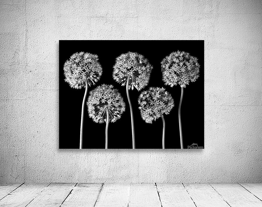 Allium flowers by Assaf Frank