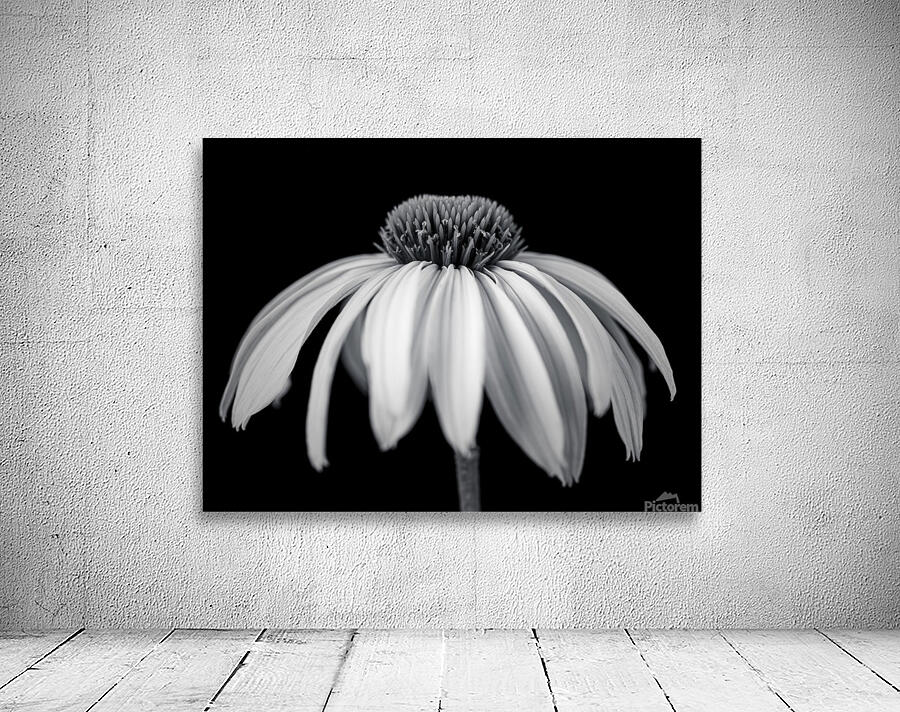Coneflower close-up Wall Preview