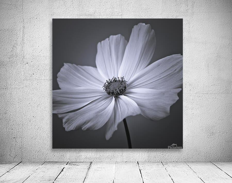 Cosmos flower by Assaf Frank