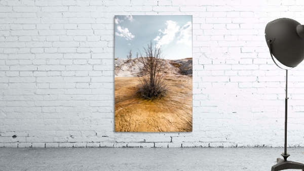 Hot springs Tree Wall Preview