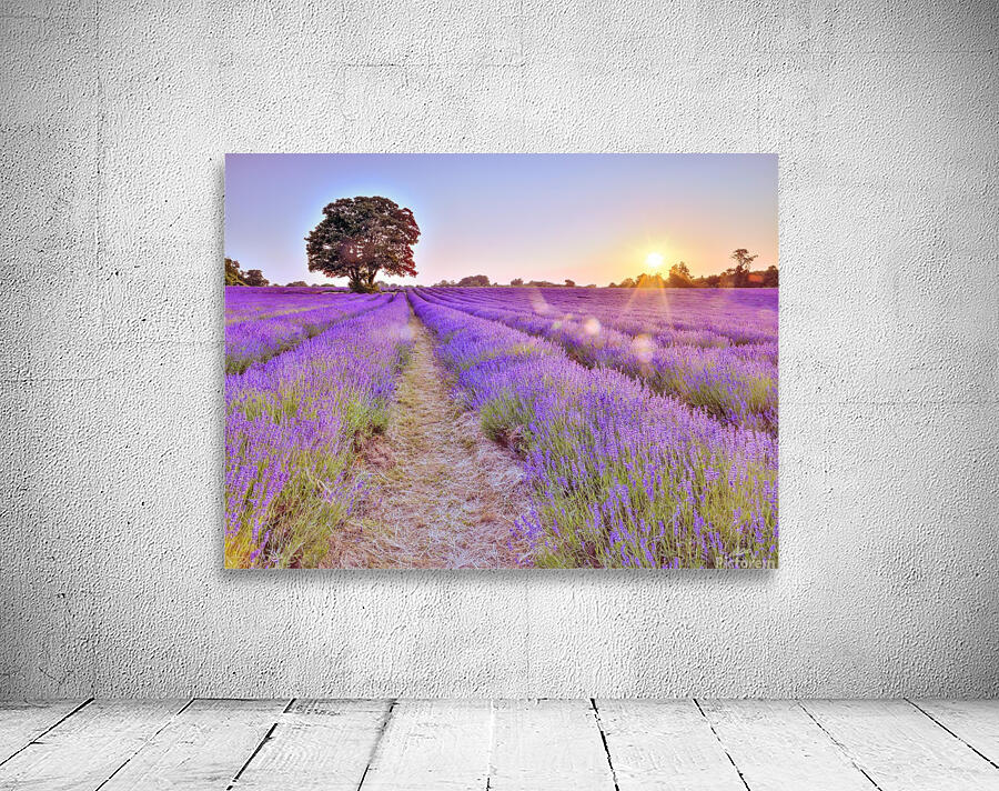 Lavender field at sunset by Assaf Frank