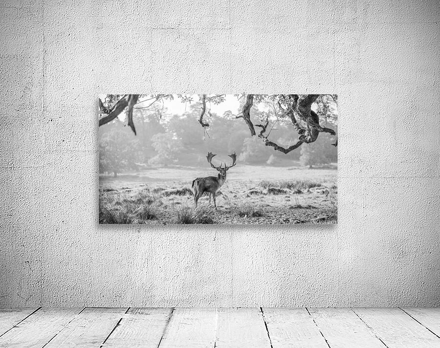 Stag in a field Wall Preview