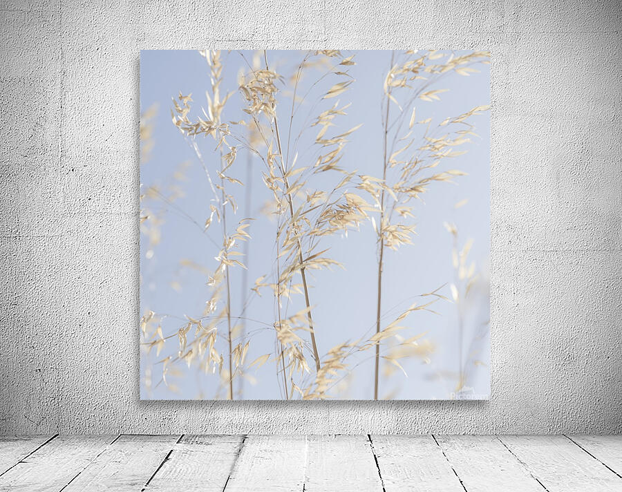Panicle ripe Oats by Assaf Frank