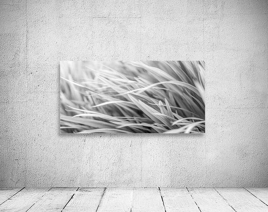 Flowing Grass by Assaf Frank