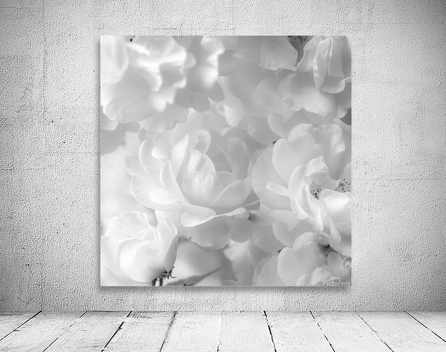 Roses by Assaf Frank