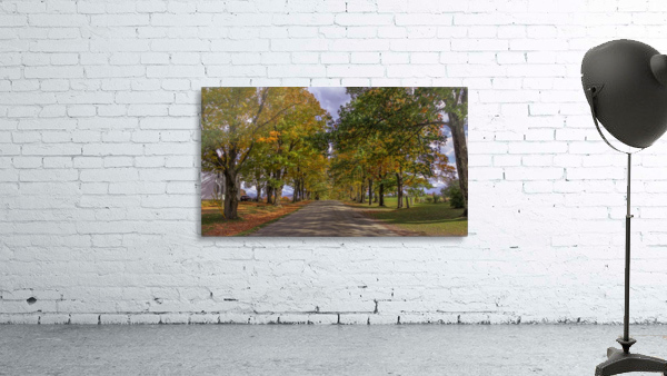 Tree Lined Road Wall Preview