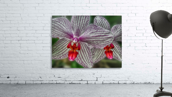 flower nine Wall Preview