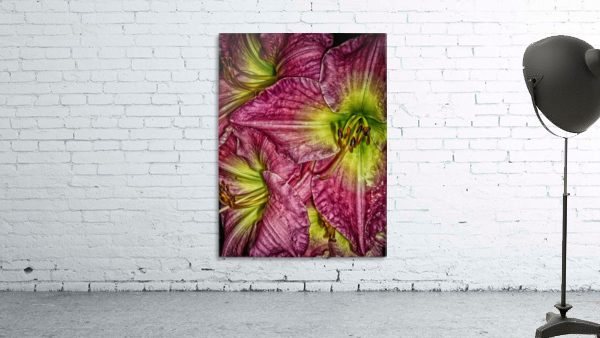 flower eight Wall Preview