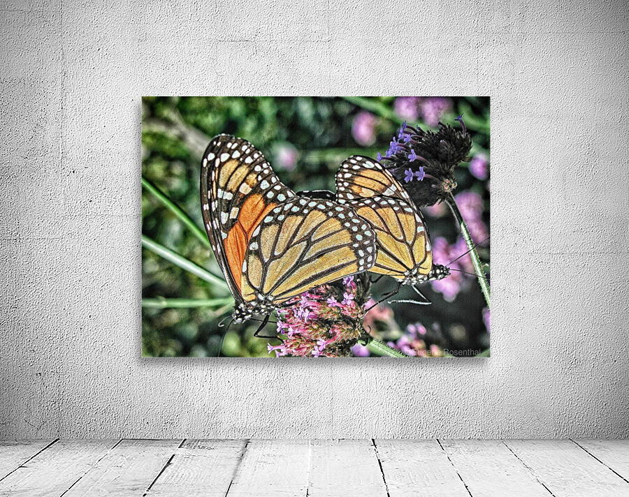butterfly 4 Wall Preview