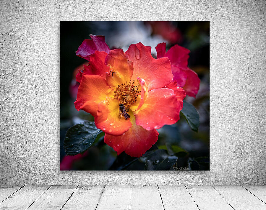 Rose Garden Portland 8 by Nicholas