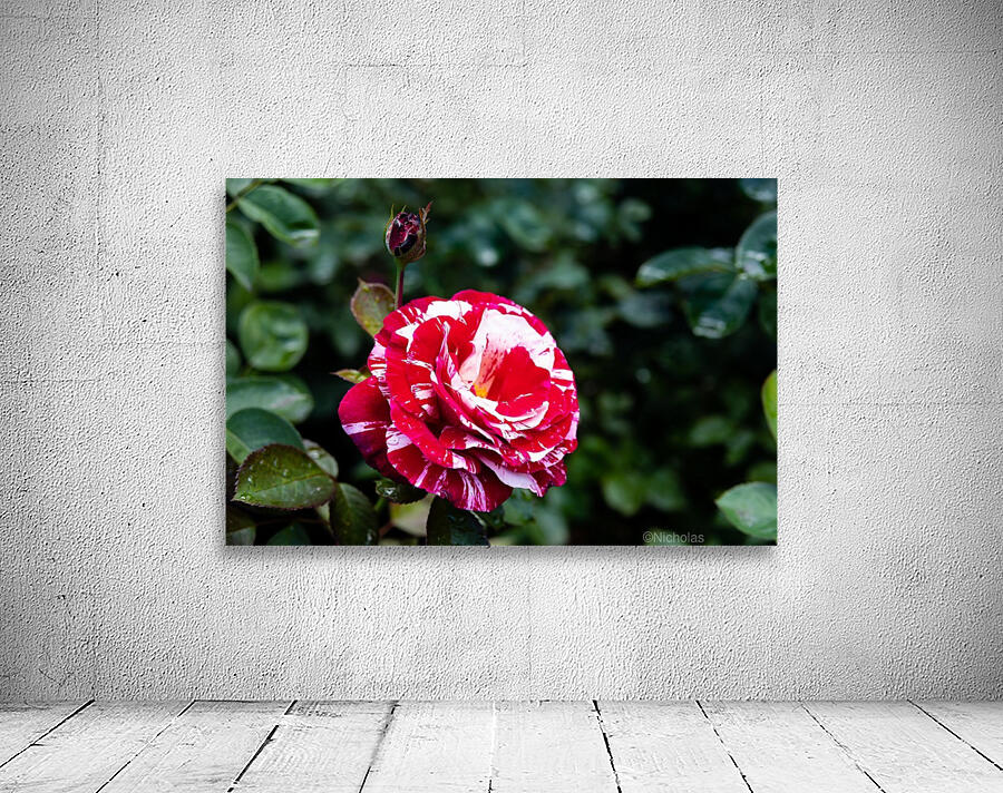 Rose Garden Portland 7 by Nicholas