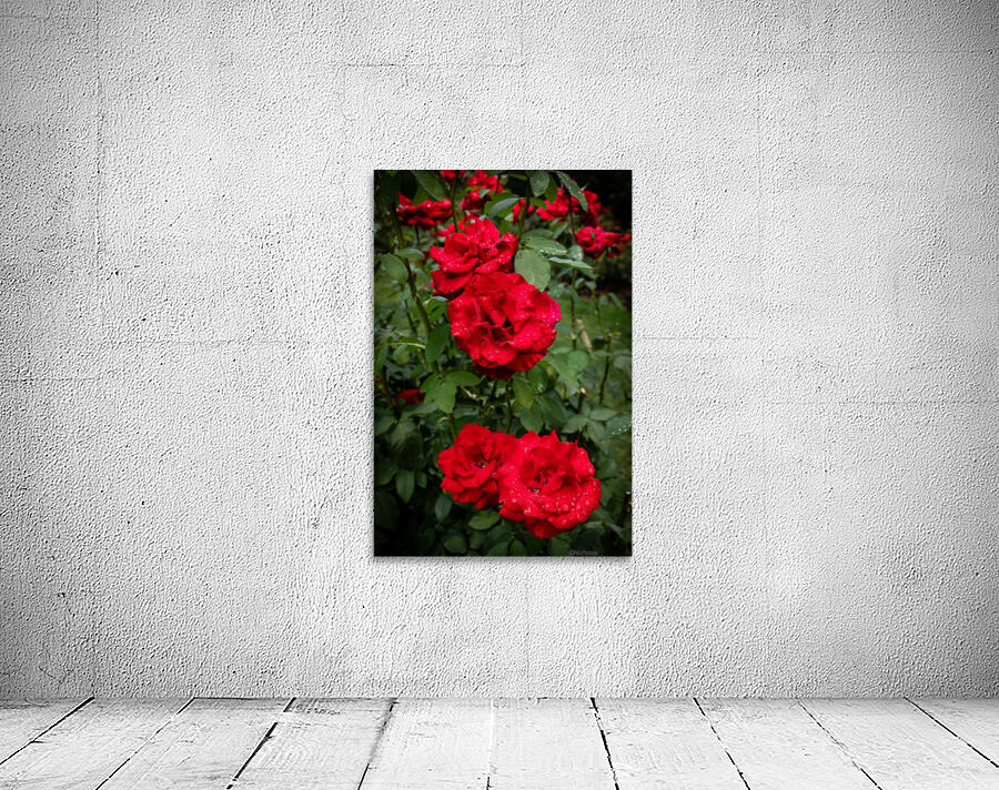 Rose Garden Portland 6 by Nicholas