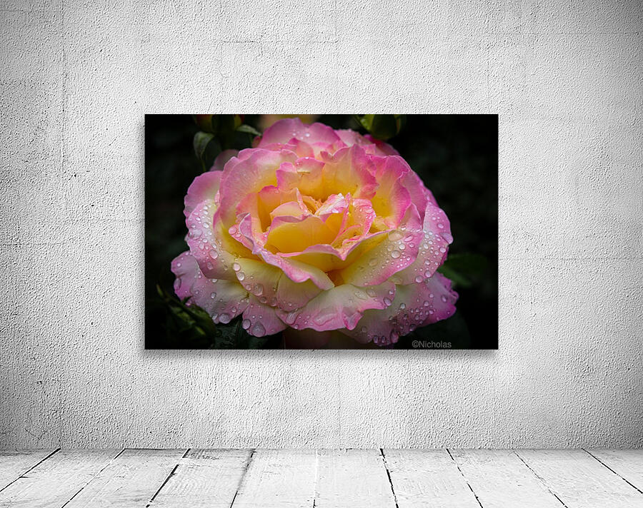 Rose Garden Portland 4 by Nicholas
