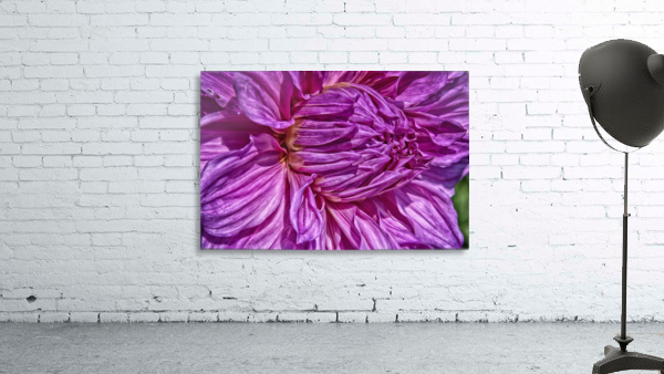 dahlia 3 Wall Preview