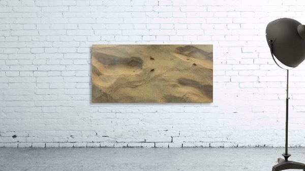 Crab Race Wall Preview