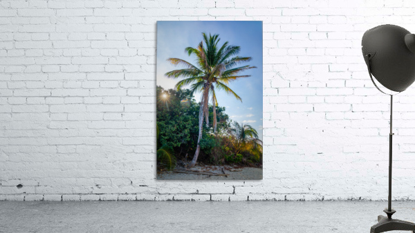 Palm Tree and Sun Star Wall Preview