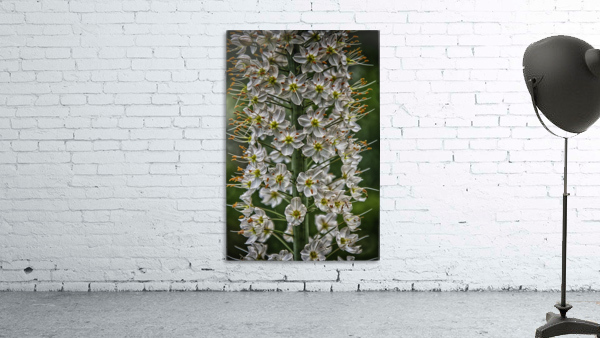 flower 15 Wall Preview