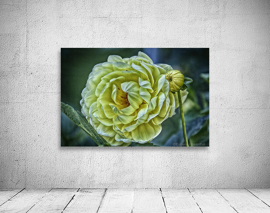 yellow dahlia Wall Preview