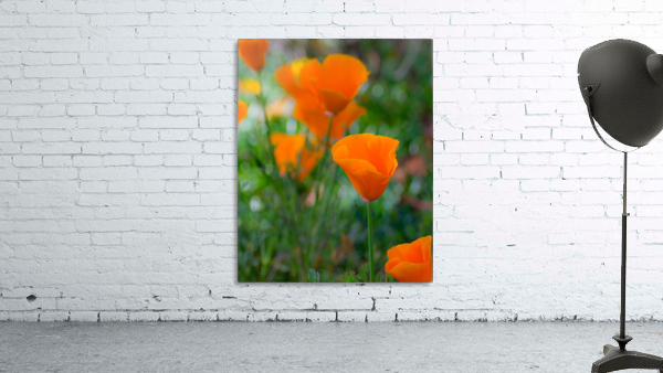 20190331 DSC 0046 Wall Preview