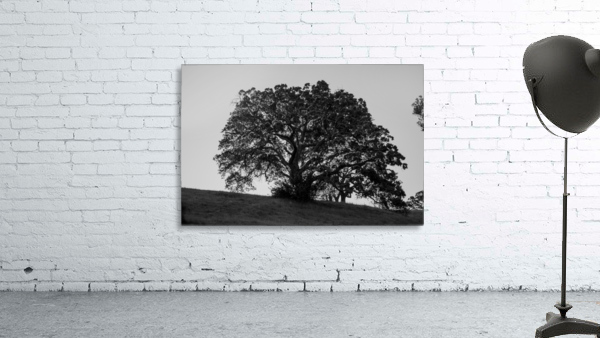 20190418 DSC 0043 2 Wall Preview