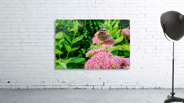 20190916 DSC 0326 Wall Preview