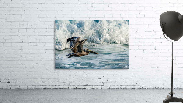 Surfing Pelican by Rob Lyons