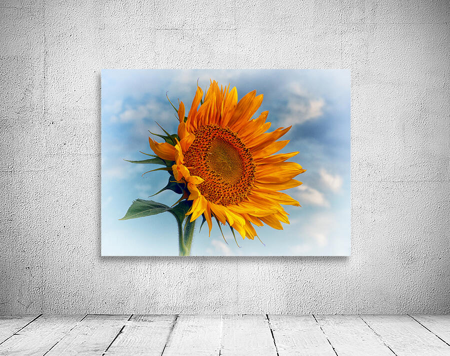 Sunflower Solitaire in the Sky Wall Preview