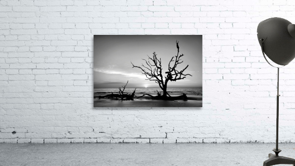 Iconic Tree Sunrise Driftwood Beach Black and White Wall Preview