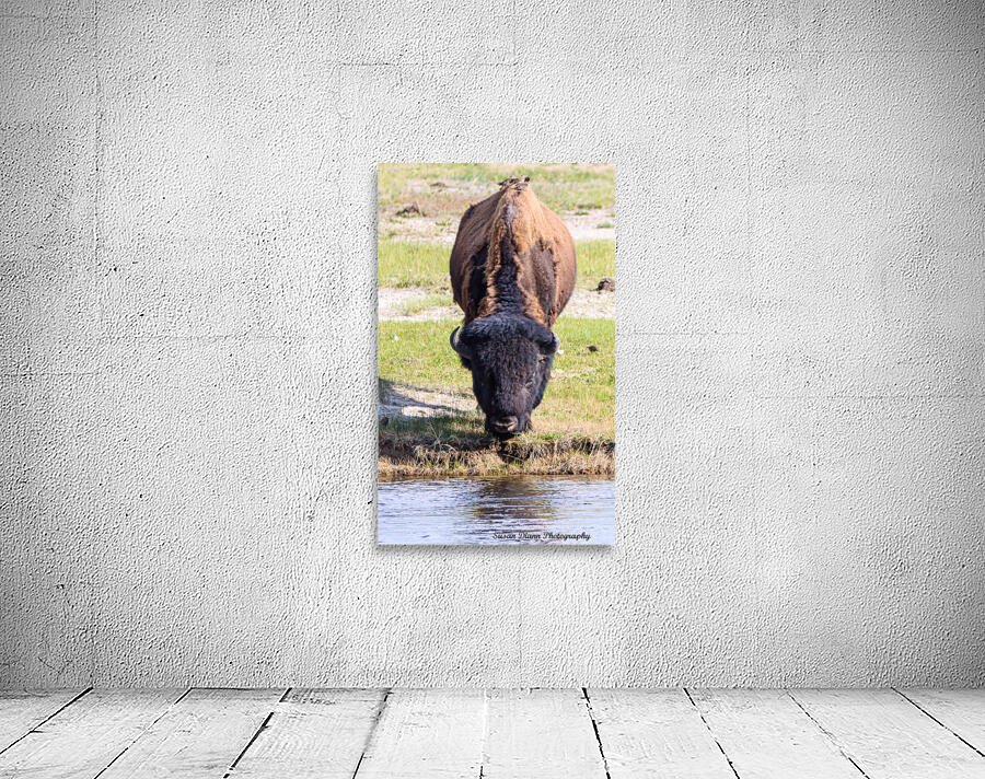 Bison-Reflections Wall Preview