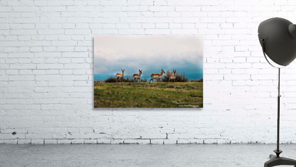 Where The Antelope Roam Wall Preview