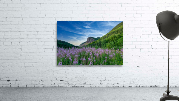 Fireweed at La Grand Falaise Wall Preview