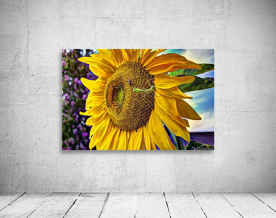 Sunflower Creative by WOW Factor Photography