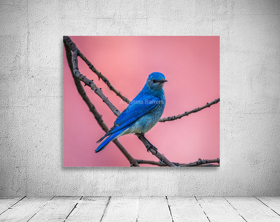 Mountain Bluebird by Imma Barrera