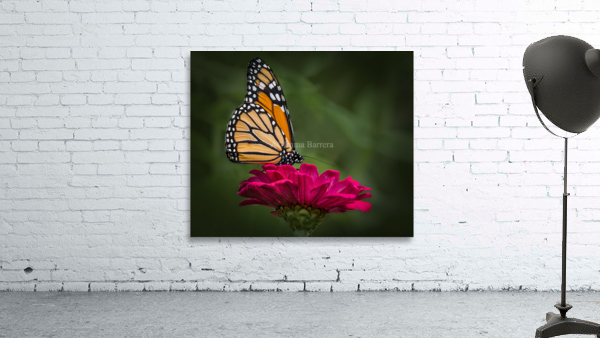 Butterfly 1 by Imma Barrera