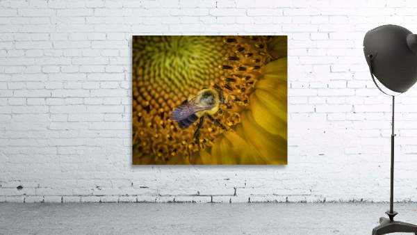 Bumble bee by Imma Barrera