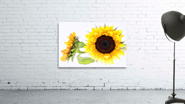 Beautifully Sunflower Wall Preview