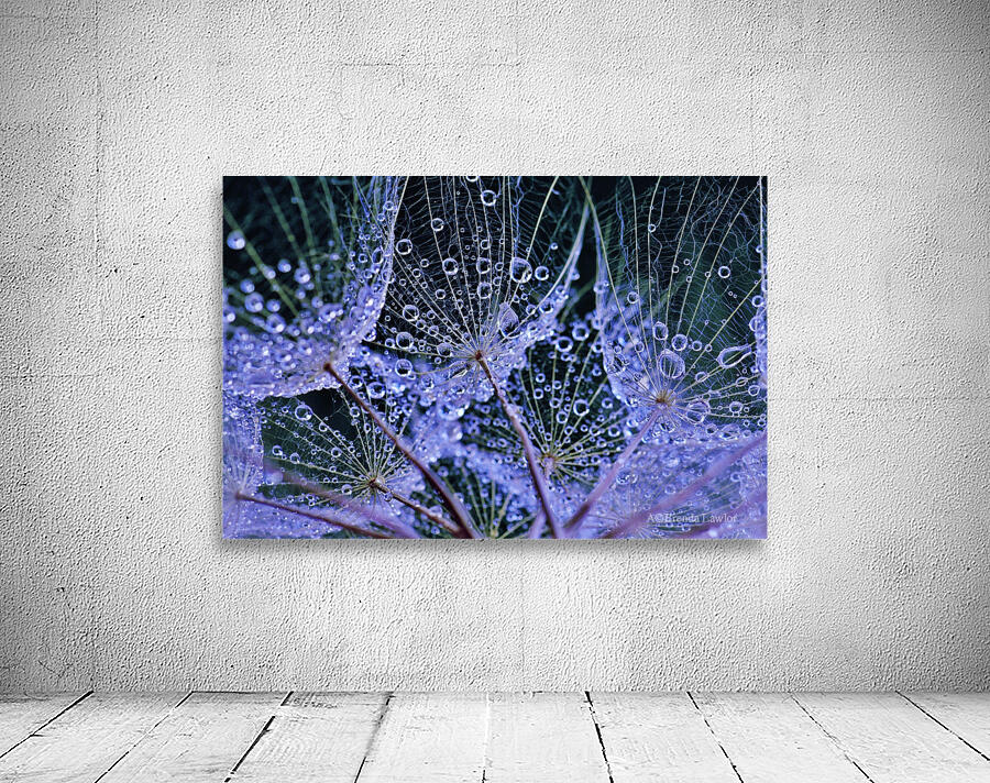 Rainy Day Salsify Wall Preview